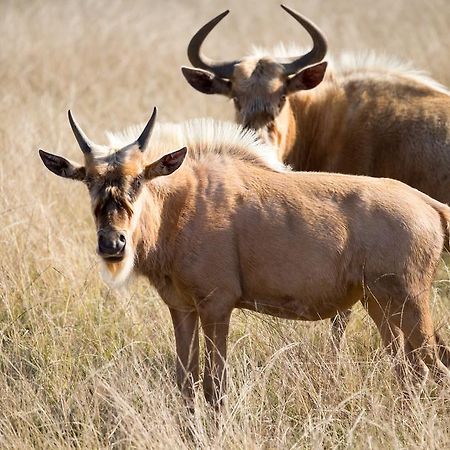 Plettenberg Bay Game Reserve: The Baroness Safari Lodge Екстер'єр фото