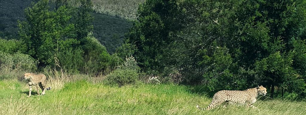 Plettenberg Bay Game Reserve: The Baroness Safari Lodge Екстер'єр фото