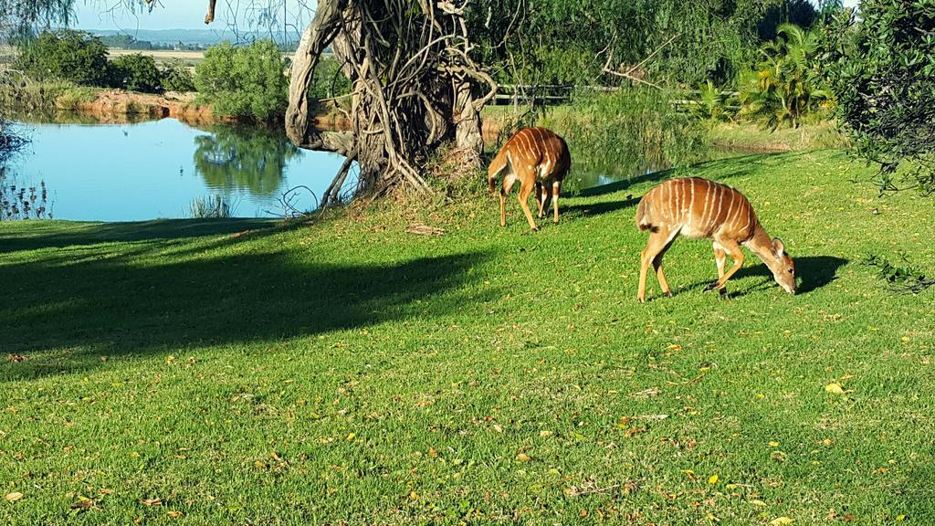 Plettenberg Bay Game Reserve: The Baroness Safari Lodge Екстер'єр фото
