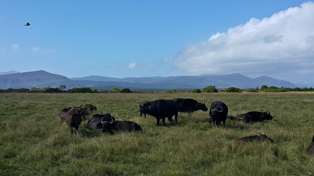Plettenberg Bay Game Reserve: The Baroness Safari Lodge Екстер'єр фото
