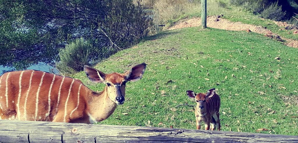 Plettenberg Bay Game Reserve: The Baroness Safari Lodge Екстер'єр фото
