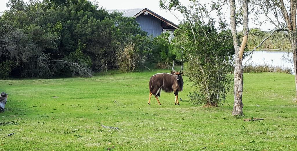 Plettenberg Bay Game Reserve: The Baroness Safari Lodge Екстер'єр фото