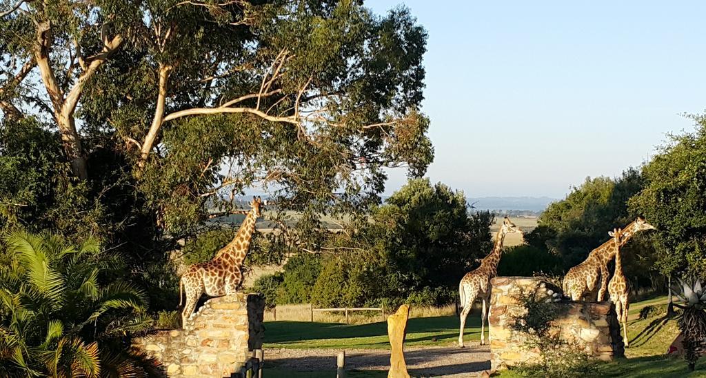 Plettenberg Bay Game Reserve: The Baroness Safari Lodge Екстер'єр фото