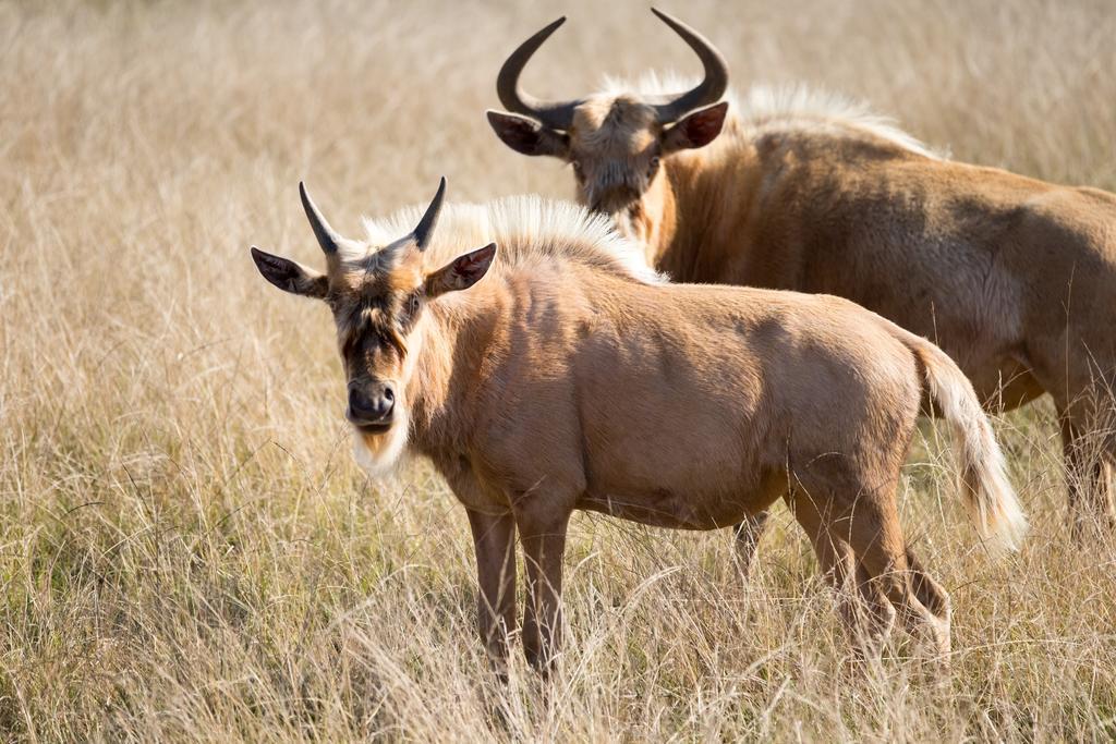 Plettenberg Bay Game Reserve: The Baroness Safari Lodge Екстер'єр фото