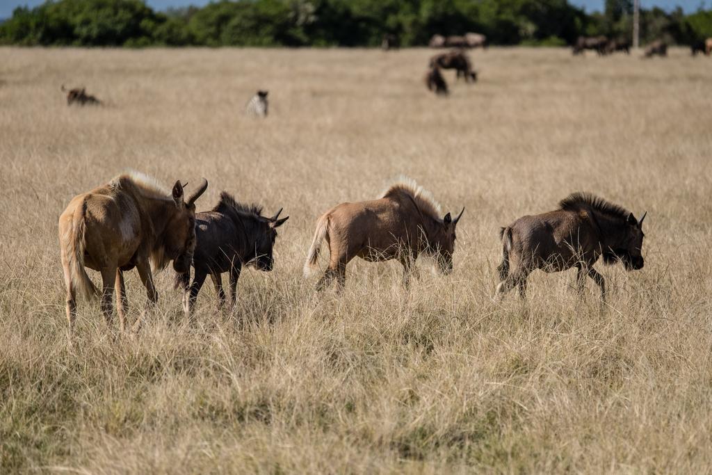 Plettenberg Bay Game Reserve: The Baroness Safari Lodge Екстер'єр фото