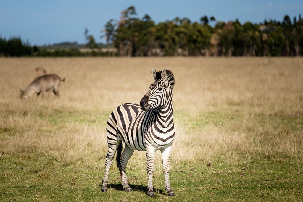 Plettenberg Bay Game Reserve: The Baroness Safari Lodge Екстер'єр фото