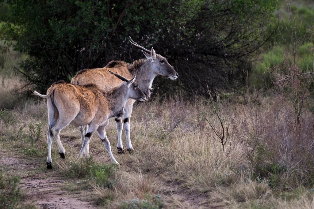 Plettenberg Bay Game Reserve: The Baroness Safari Lodge Екстер'єр фото