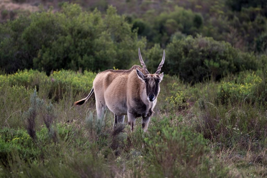 Plettenberg Bay Game Reserve: The Baroness Safari Lodge Екстер'єр фото