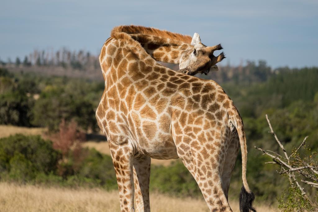 Plettenberg Bay Game Reserve: The Baroness Safari Lodge Екстер'єр фото