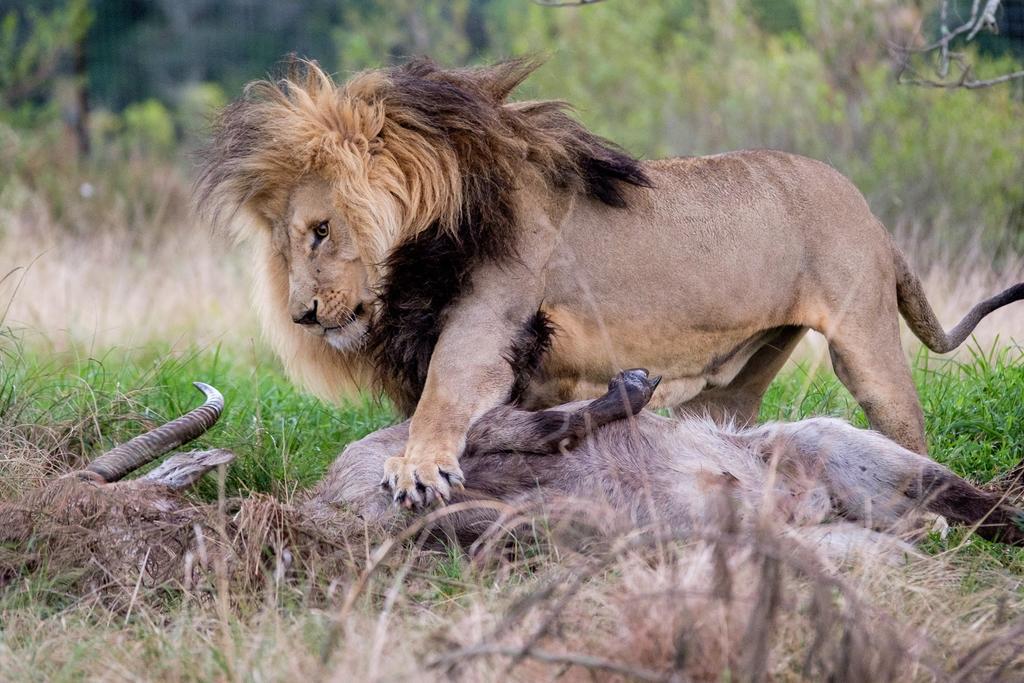 Plettenberg Bay Game Reserve: The Baroness Safari Lodge Екстер'єр фото