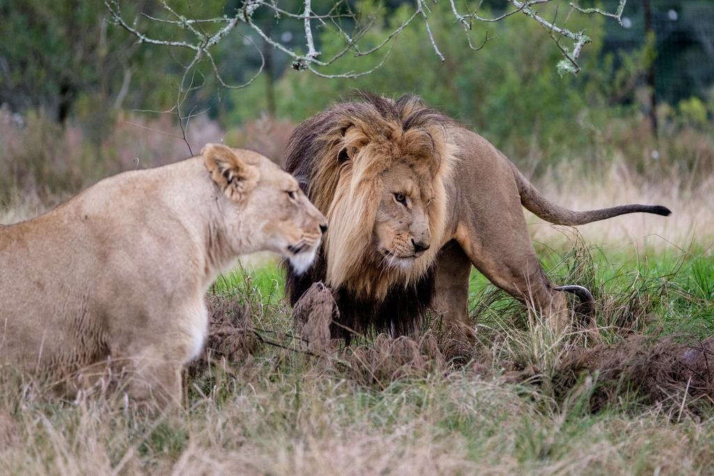 Plettenberg Bay Game Reserve: The Baroness Safari Lodge Екстер'єр фото