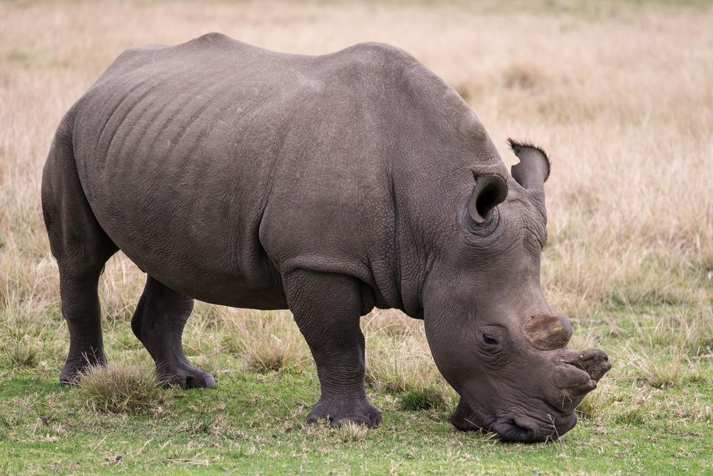 Plettenberg Bay Game Reserve: The Baroness Safari Lodge Екстер'єр фото