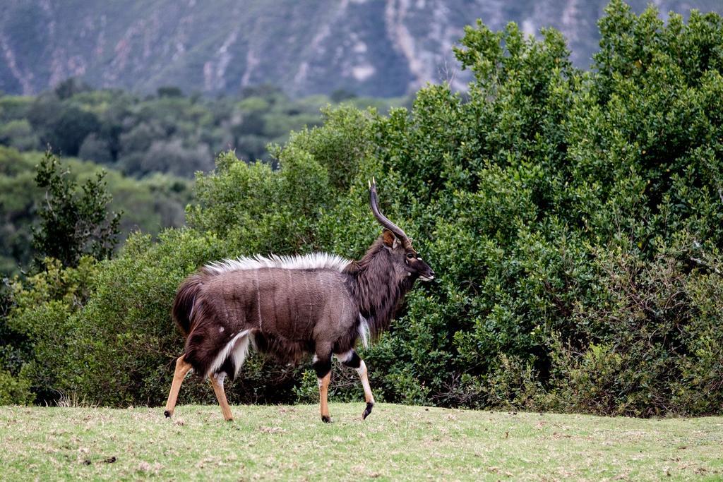 Plettenberg Bay Game Reserve: The Baroness Safari Lodge Екстер'єр фото